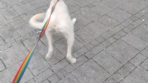 Doggo Tries to Make Friends with Statue