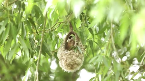 the best nest maker in the world is this little bird