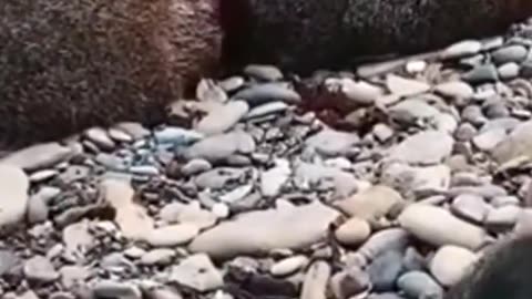 Viral baby seal crying for human help for its mum