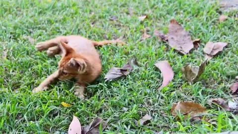 kitten play in the garden