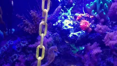 Seahorse tank 4/2022