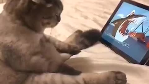 Nice cat with tablet😍🤣🤣❤️❤️❤️❤️