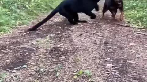 Rottweiler vs black panther 🔥😰 #pitbull #dog #fight #lover #trending #video