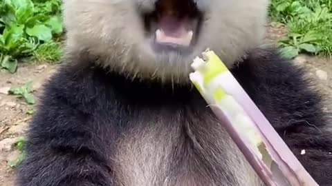 Oh to be a happy panda eating bamboo