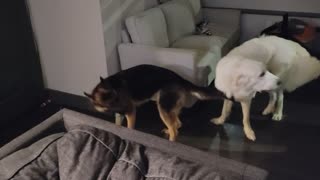 German Shepard VS. Great Pyrenees fail