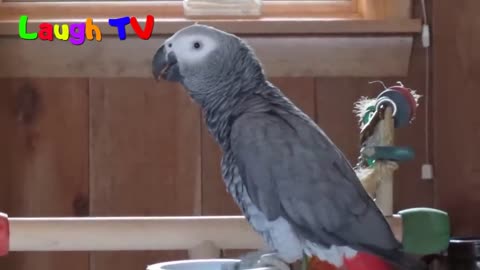 FUNNY PARROT ! A CUTE FUNNY PARROT TALKING VIDEO !! COMPILATION ! HD !!