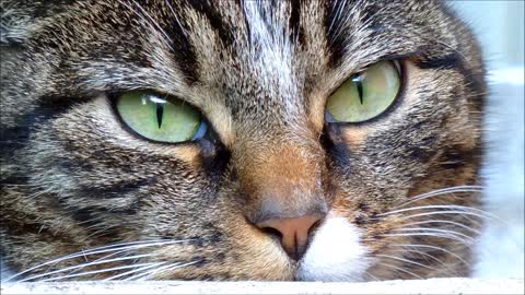 Cat Face Close-Up