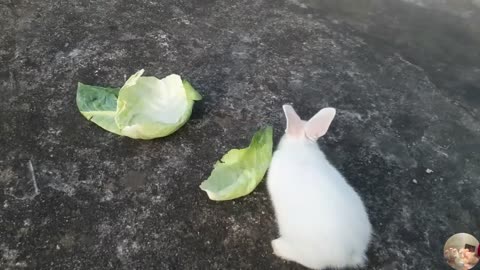 CUTEST Baby Rabbit Compilation Ever (Bunnies Care,Food,Nest,Cage)