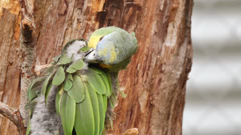 A Wonderful Green parrot