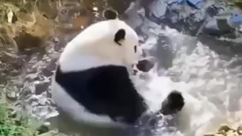 Panda's Fun Bath #shorts #viral #shortsvideo #video