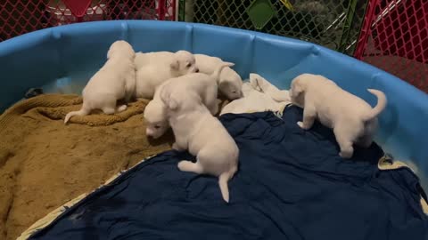 Pyrenees Puppies 3 weeks 3 days old