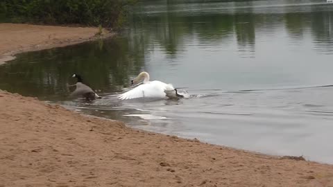 Swan attack ! Geese protect their chicks.