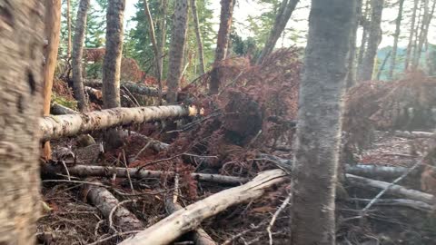 Oregon - Navigating Through “Disaster Area” Section of Mount Hood Wilderness