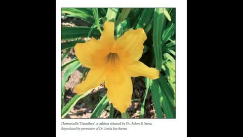 Flower Breeding 18 Daylily History