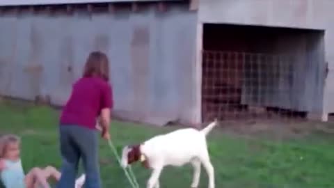 Scary and Funny Animals Attack People!