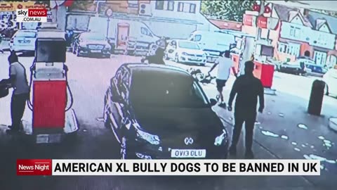 American XL bully dogs Banned by end of year After recently attacks