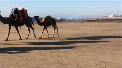 ASILAH Beach Morocco