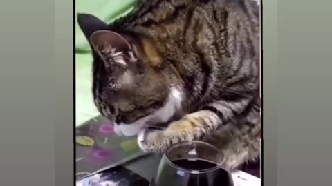 FUNNY CAT | WEEKEND DRINK