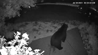 Bear Sharts on Front Porch