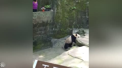 Cute and Clumsy Panda Compilation 2019 | Pandas are Awesome