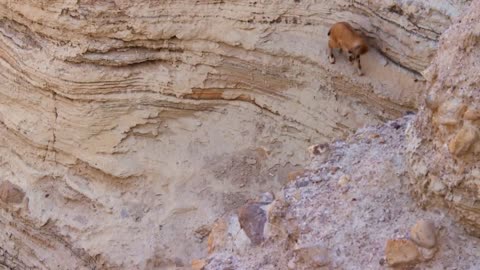 Baby ibex descends mountains to escape a fox _ Planet Earth II_ Mountains - BBC