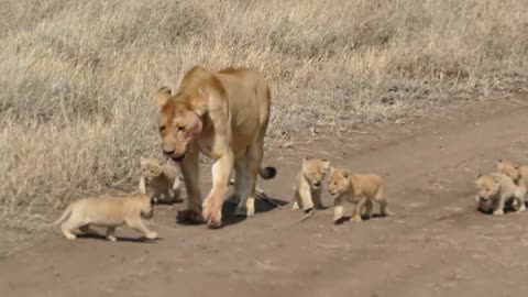 Caught Lion in camera