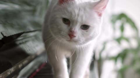 funny cat plays the piano