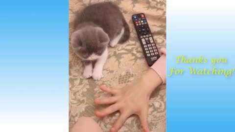 Funniest Cats 😹 - Don't try to hold back Laughter 😂 - Funny Cats Life