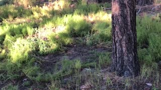 Stealthy Man Sneaks Up on Sleeping Elk