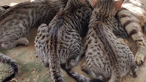 Child cat with family