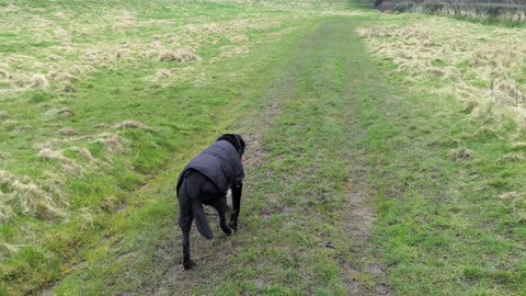 black lab walking