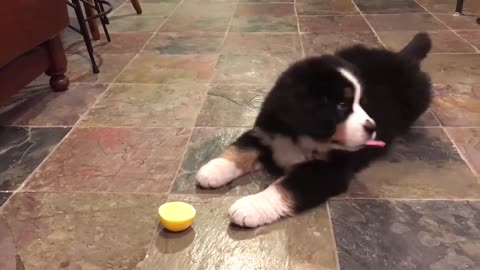 Bernese Mountain Dog Puppy vs Lemon