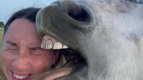 Horse Gives Sloppy Kisses