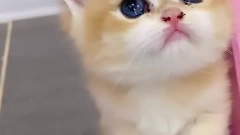 Cute kitty