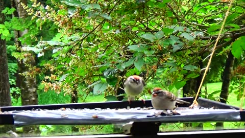 Chirping Sparrows