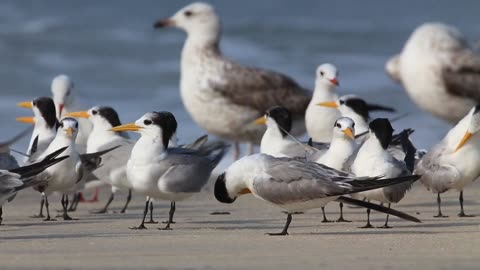 Birds on Beach