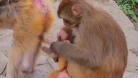 Funny monkey pushing