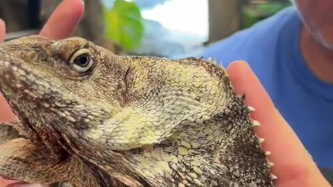 Frilled dragons are such cool lizards I can never get over sharing them!