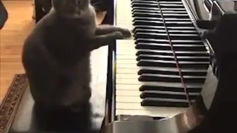 cat playing piano