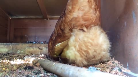 Chicken laying an egg