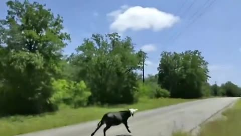 Cowboy Catching a run away bull.