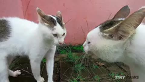 Cats Fighting and meowing