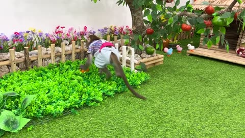 Smart Monkey baby harvests fruit to make smoothies and play with friends _ Monkey Cartoon