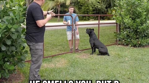 How to Greet a Protection Dog