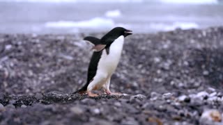 How krill fishery threatens Antarctic wildlife