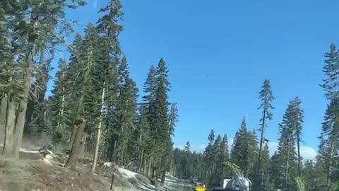 Tree Narrowly Misses Vehicle Falling Behind it