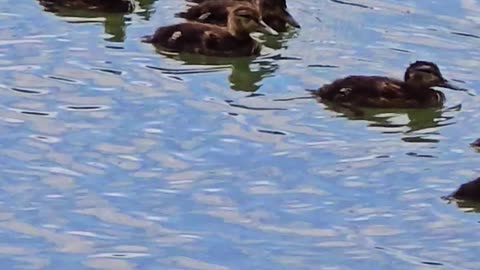 Cute little ducklings in a river with their mother / beautiful water birds.