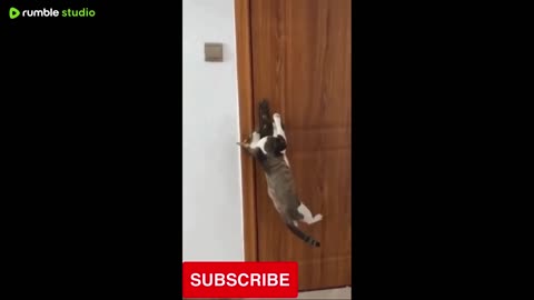 Cat funny videos new