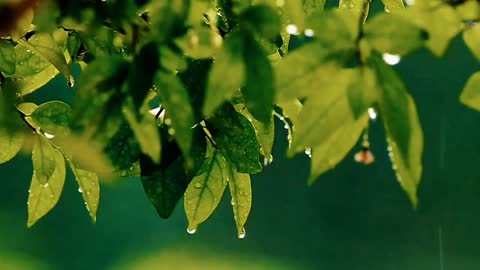 The rain wets the leaves