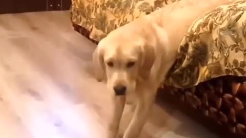 Funny animal videos|Cute animal videos |Funny dog&cat videos|Hilarious pet videos|Funny video